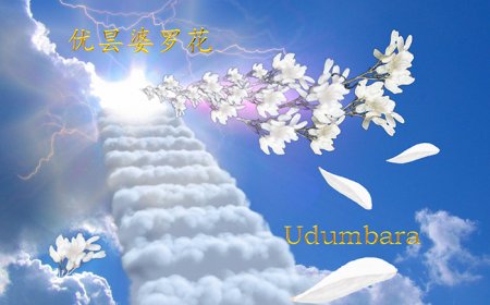 The the Udumbara Song